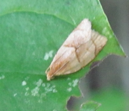 Clepsis rurinana (Tortricidae)? S�